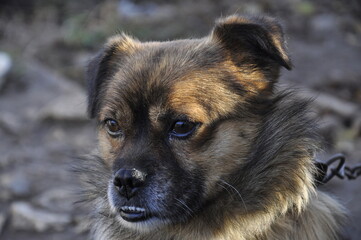 portrait of a dog