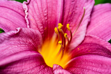 Bright pink lilies Hemerocallis with yellow center against the background of luscious green grass.