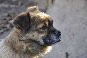 portrait of a dog