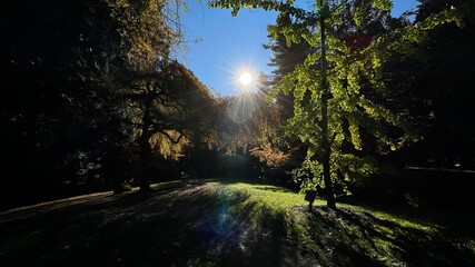 Fototapeta premium morning in the forest