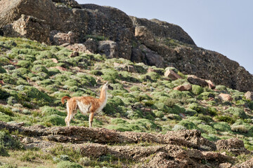 Obraz premium Lama guanicoe is a camelid native to South America, closely related to the domesticated llama. Guanaco standing in green gras of Torres del Paine national park in Patagonia with montains of the Andes 