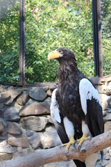 Steller's sea eagle in the zoo