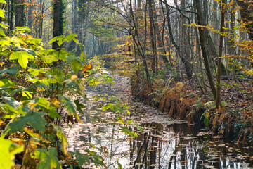 Wasserkanal im Wald