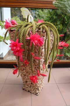Artepitheton flagelliformis blooming red, Germany