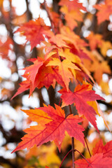 Fototapeta na wymiar Autumn leaves on a branch.