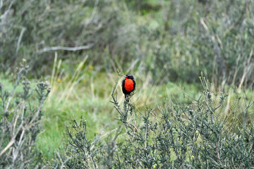 Leistes loyca, long-tailed meadowlark is a passerine bird of southern South America and the Falkland Islands Sitting in the bushes of Torres del Paine national park in Patagonia, Chile