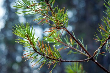 Background with pine branch with water drops close-up.