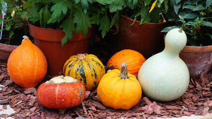pumpkins and gourds