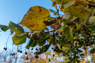 Fruits of Tilia
