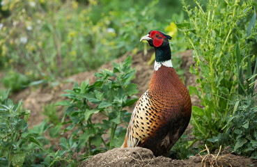 Pheasant.  (Scientific name: Phasianus Colchicus) Colourful male or cockbird in natural farmland...