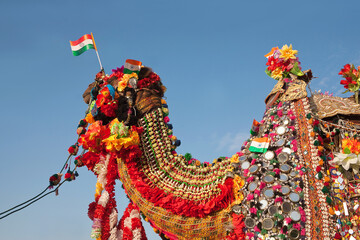 Beautiful decorated Camel with Indian flag on Bikaner Camel Festival in Rajasthan, India. The Camel Festival begins with a colourful procession of bedecked camels.