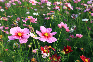Obraz premium Gesang flowers in the park, China