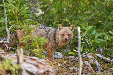 Lycalopex griseus, patagonian fox can be found on tierra del fuego, Patagonia, south america
