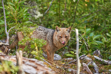 Lycalopex griseus, patagonian fox can be found on tierra del fuego, Patagonia, south america