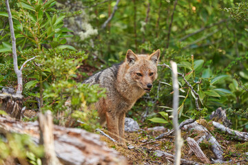 Lycalopex griseus, patagonian fox can be found on tierra del fuego, Patagonia, south america
