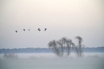 Group of Trees on Foggy Morning
