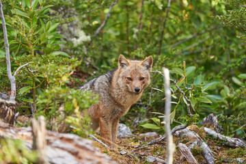 Lycalopex griseus, patagonian fox can be found on tierra del fuego, Patagonia, south america