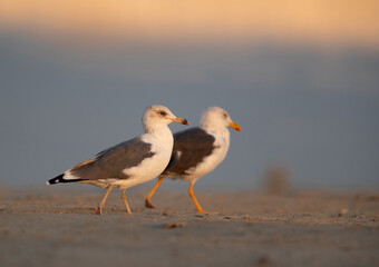 A pair of Lesser Black-backed Gull at Busaiteen coast, Bahrain