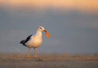 Lesser Black-backed Gull holding a leftover food at Busaiteen coast, Bahrain