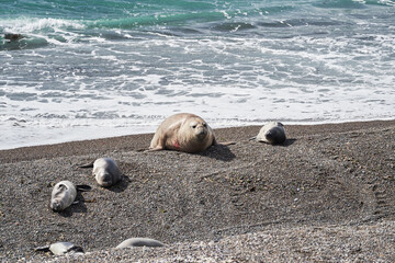 Mirounga, Elephant seal lying on the rocky beach of the peninsula Vlades in Argentina. Big and...