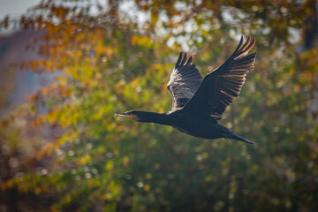 Cormorán volando