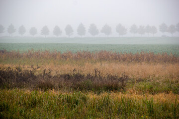 Fog over the field hides the trees below