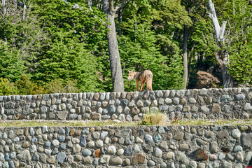 Patagonian fox standing on a rock wall at the entrance of Perito Moreno Glacier in glacier national park Patagonia Argentina in south america