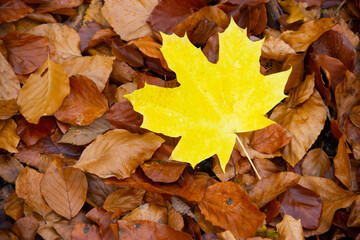 The texture of the fallen leaves. Dry autumn leaves and one fresh yellow leaf. Maple leaves close-up. Autumn mood, copy spacee