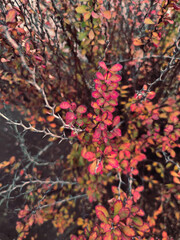 Fototapeta premium Autumn red yellow barberry berberis bush shrub branch berry plant nature close up macro photo background
