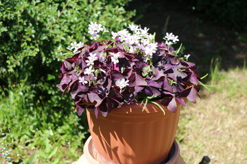 Blooming Oxalis triangularis in the Garden, Germany