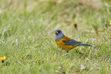 Phrygilus patagonicus, Patagonian sierra finch is a species of bird in the family Thraupidae with yellow body and grey head. Tierra del fuego, Patagonia, Chile, Argentina