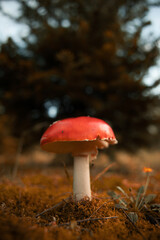 Single toadstool on pinetree