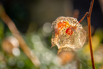 The orange lanterns fruiting calyces) of Physalis alkekengi or bladder cherry or chinese japanese...