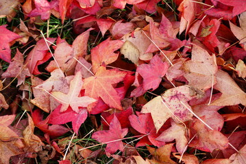Feuilles automnes sol