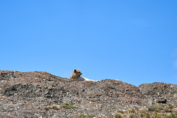 Puma concolor, cougar or mountain lion is a large wild cat of the subfamily Felinae. Lying on a...
