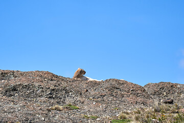 Puma concolor, cougar or mountain lion is a large wild cat of the subfamily Felinae. Lying on a...