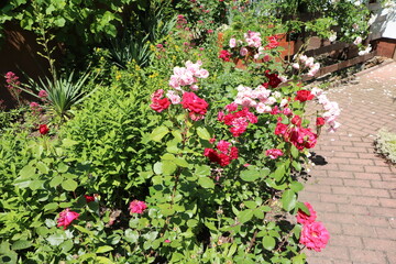 Roses in the garden, Germany