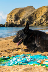 The black dog lies on the sandy seashore.