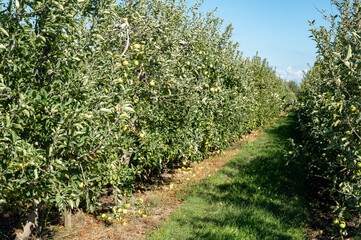 Fototapeta na wymiar Fruit orchards in France, apple trees with ripe fruits ready for harvest in Provence