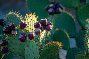 Prickly pear or opuntia with ripe sweet fruits ready to harvest
