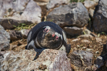 Spheniscus magellanicus, magellanic penguin is sitting in its nest on isla pinguino at the coast of Argentina in Patagonia, hatching two eggs lying on the rocky cliffs  