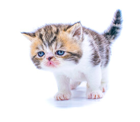 Fototapeta premium red tabby persian kitten on isolated white background