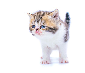 red tabby persian kitten on isolated white background