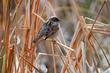 Sparrow in the city Park