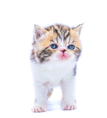 Obraz premium red tabby persian kitten on isolated white background