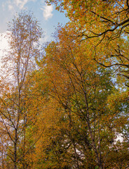 Fototapeta na wymiar Tall autumn trees.