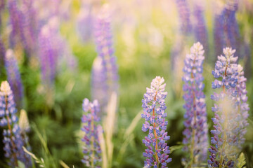 Wild Flowers Lupine In Summer Meadow. Lupinus, Commonly Known As Lupin Or Lupine, Is A Genus Of Flowering Plants In The Legume Family, Fabaceae