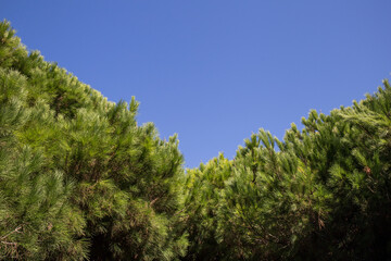 pines of the field on a clear day