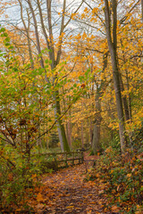 Fototapeta na wymiar Autumn in the woods.