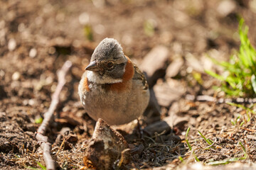 Zonotrichia capensis, Rufous-collared sparrow is a small bird from Patagonia in south america, Chile, Argentina